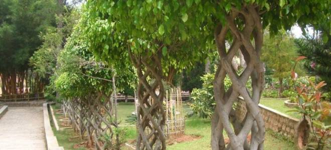 Какое дерево можно посадить дома