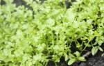 Кресс салат выращивание из семян