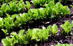 Салат одесский кучерявец технология выращивания