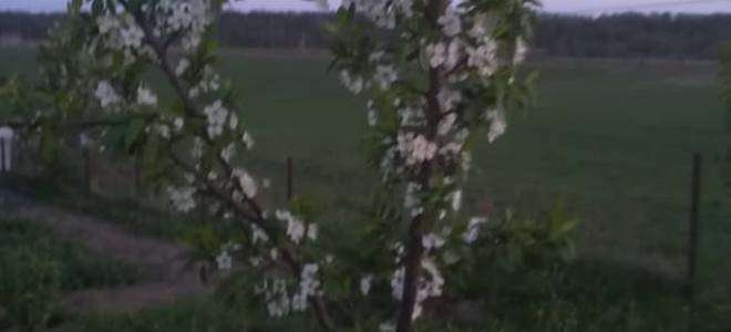 Как посадить сливу весной