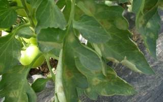 Чем обработать рассаду помидор от болезней