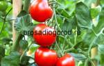Посадка помидор в теплицу из поликарбоната видео