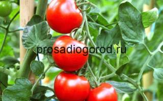 Посадка помидор в теплицу из поликарбоната видео