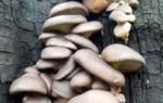 Выращивание грибов на пнях в домашних условиях