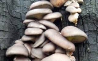 Выращивание грибов на пнях в домашних условиях
