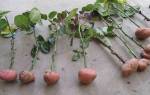 Как посадить розу из букета в картошке