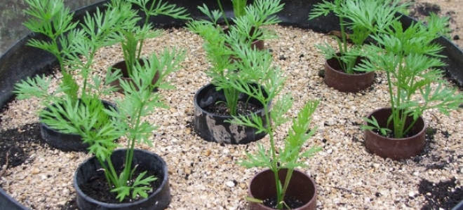 Морковь рассадой