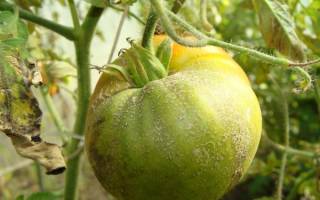 Болезнь помидоров фитофтора лечение
