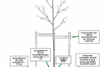 Как правильно посадить дерево