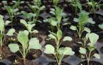 Как правильно сажать рассаду капусты