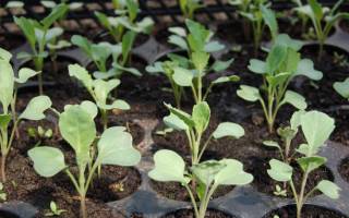 Как правильно сажать рассаду капусты