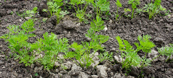 Через сколько дней после посадки всходит морковь