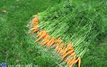 Раннеспелые сорта моркови