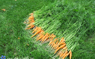 Раннеспелые сорта моркови