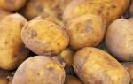 Сорта картофеля в беларуси самохваловичи