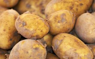 Сорта картофеля в беларуси самохваловичи