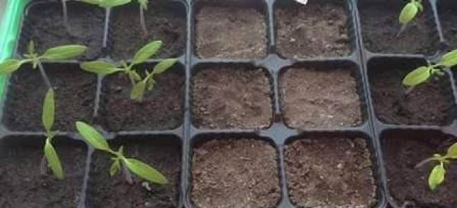 Стимуляторы роста для рассады