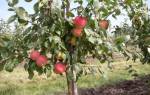 Как правильно посадить яблоню весной