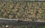 Технология выращивания чеснока