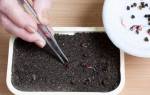 Как сажать свеклу семенами в открытом грунте