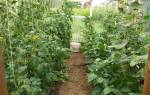 Уход за огурцами и помидорами в теплице