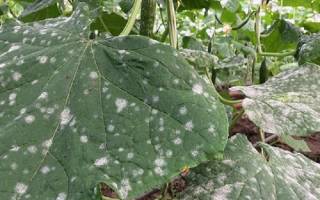 Почему на листьях огурцов белые пятна лечение