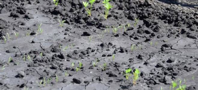 Срок всхожести семян моркови