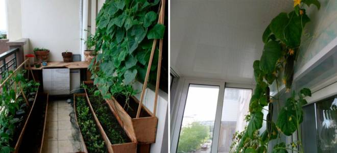 Удобрения для огурцов на балконе