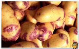 Синеглазка сорт картофеля