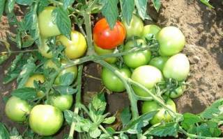Сорта помидоров для открытого грунта в украине