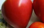 Лучшие сорта томатов на 2015 год