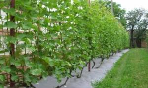Виноград выращивание и уход в хабаровске