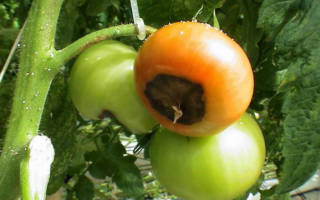 Гниль на помидорах в теплице