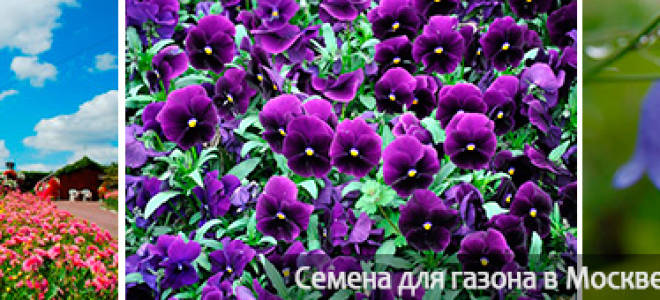 Какие многолетники можно посадить в июне