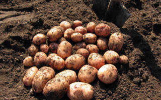 Подкормка картофеля минеральными удобрениями