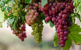 Выращивание винограда в беларуси