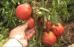 Дебарау помидоры выращивание