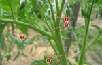 Удаление пасынков у помидор в теплице видео