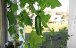 Выращивание огурцов дома на подоконнике