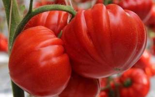 Вредители помидоров в теплице