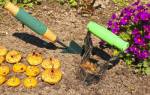 Как посадить гладиолусы весной