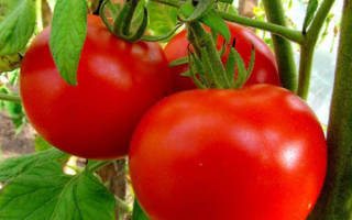 Сорта помидоров устойчивых к фитофторозу