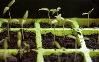 Как посадить семена