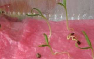 Как ускорить прорастание семян огурцов