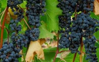 Выращивание винограда в сибири