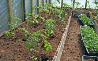 Как правильно посадить помидоры в теплице видео
