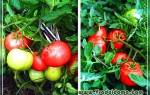 Сорта помидоров без пасынкования