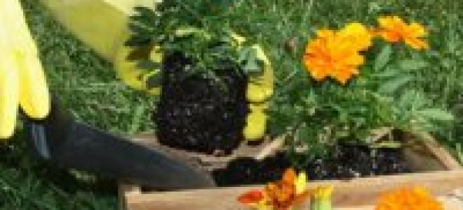 Что можно посадить в июне