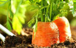 Выращивание моркови как бизнес