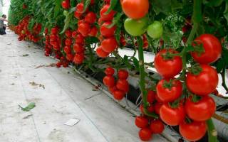 Как формировать куст помидора в теплице